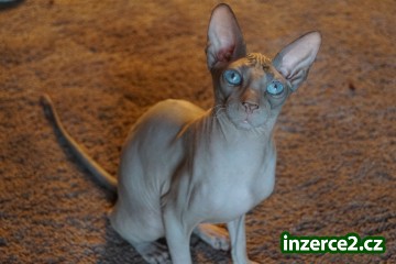 Don Sphynx kocourek s PP k prodeji_2 520632_2.jpg