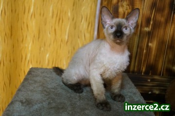 Don Sphynx kotatko s PP k rezervaci_2 520667_2.jpg