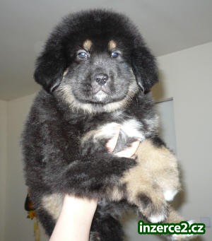 Tibetská doga_1 52067_1.jpg