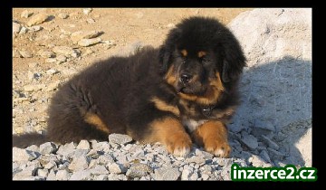 Tibetská doga_2 52067_2.jpg