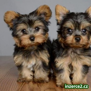 Krásný yorkie teriér pro pěkný domov_1 520861_1.jpg