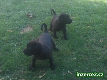 Americký Bandog_2 520872_2.jpg