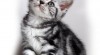 BSH "whiskas" koťátka s PP 520900_t.jpg