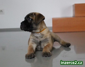 Bullmastiff - štěňata s průkazem původu k prodeji_1 521117_1.jpg