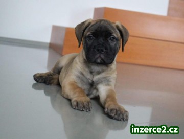 Bullmastiff - štěňata s průkazem původu k prodeji_2 521117_2.jpg