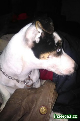 Jack Russel teriér_1 521125_1.jpg