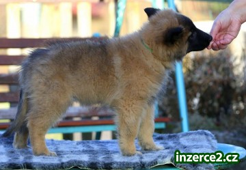 Belgický ovčák Tervueren_1 521146_1.jpg
