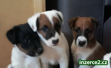 Foxteriér hladkosrstý - štěňata_1 521283_1.jpg