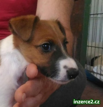 Foxteriér hladkosrstý - štěňata_2 521283_2.jpg