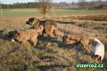 Kavkazský pastevecký pes_2 521372_2.jpg