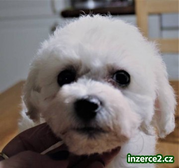 Bišonek - Bichon Frisé_1 521432_1.jpg