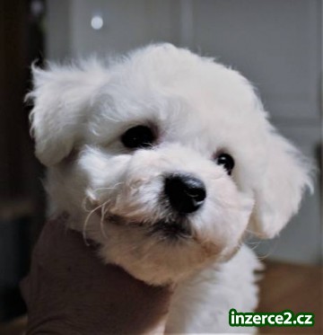 Bišonek - Bichon Frisé_2 521432_2.jpg