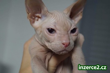 Don Sphynx kote s PP k odběru_1 521647_1.jpg
