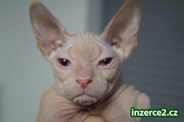Don Sphynx kote s PP k odběru_2 521647_2.jpg