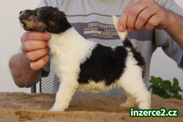 Foxterier drsnosrstý_1 521754_1.jpg