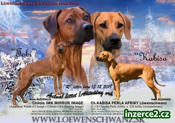 Rhodesian Ridgeback_1 521866_1.jpg