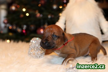 Rhodesian Ridgeback_2 521866_2.jpg