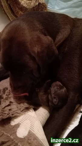 Labrador retriever - štěňátka s PP_2 522204_2.jpg