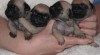 Mops s PP 522250_t.jpg