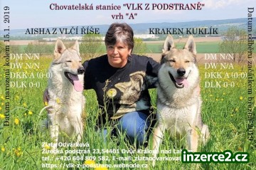 ČSV Vlk z podstráně vrh A_1 522506_1.jpg