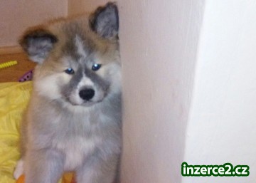 Akita inu štěnata_1 522716_1.jpg