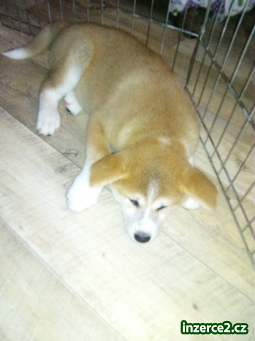 Akita inu štěnata_2 522716_2.jpg