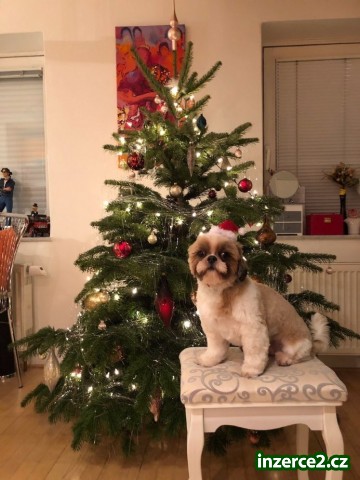 Shih-tzu krásný hodný pejsek_1 522812_1.jpg