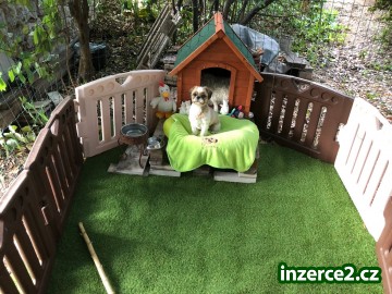 Shih-tzu krásný hodný pejsek_2 522812_2.jpg