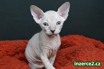 Don Sphynx - kočička_1 522968_1.jpg