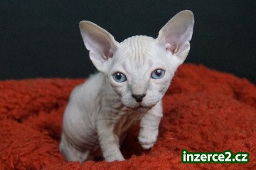 Don Sphynx - kočička_2 522968_2.jpg