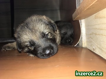 Štěňátka Německý ovčák_1 523137_1.jpg