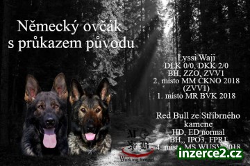 Štěňátka Německý ovčák_2 523137_2.jpg
