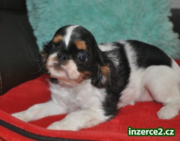 King charles spaniel s pp_1 523194_1.jpg