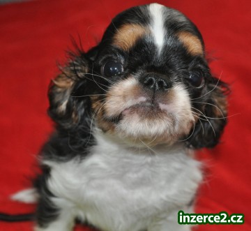 King charles spaniel s pp_2 523194_2.jpg