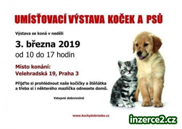Umísťovací výstava koček a psů_1 523231_1.jpg