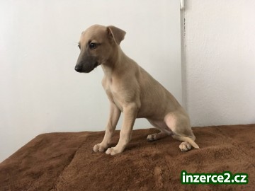 Štěně Whippeta_1 523250_1.jpg