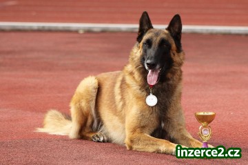 Belgický ovčák Malinois_1 523385_1.jpg