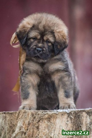 Tibetská doga_1 523392_1.jpg