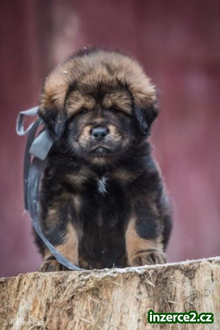 Tibetská doga_2 523392_2.jpg