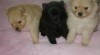 Pomeranian s PP 523720_t.jpg