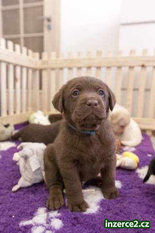 Fenky Labradorského retrievera s PP_2 523809_2.jpg