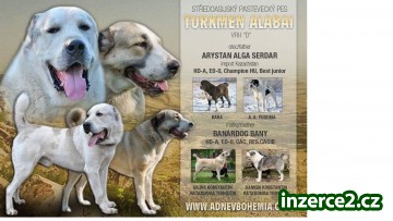 Alabai - SAO s PP aktuálně k odběru_1 523930_1.jpg