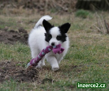 Papillon s PP_1 523964_1.jpg