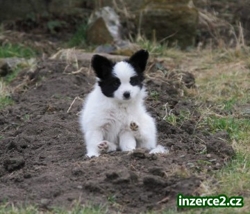 Papillon s PP_2 523964_2.jpg