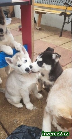Rozkošný sibiřský Husky štěňata na prodej_1 524103_1.jpg