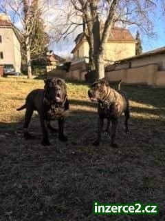 Bandog_1 524189_1.jpg