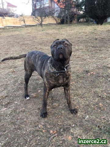 Bandog_2 524189_2.jpg