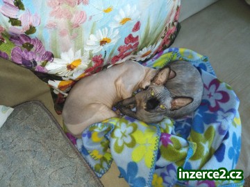 Kocourek a kočička Sphynx zdarma_2 524244_2.jpg