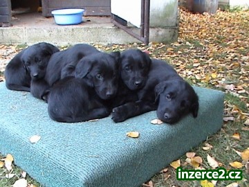 FLAT COATED RETRIEVER - štěňata_1 524579_1.jpg