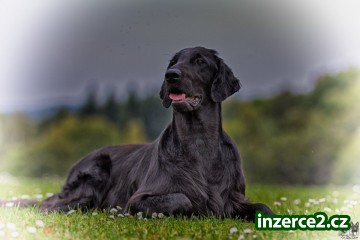 FLAT COATED RETRIEVER - štěňata_2 524579_2.jpg